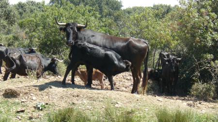 Mères et petits