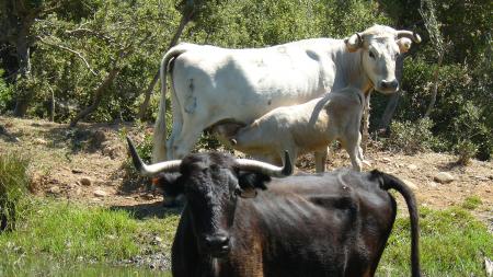 Mères et petits