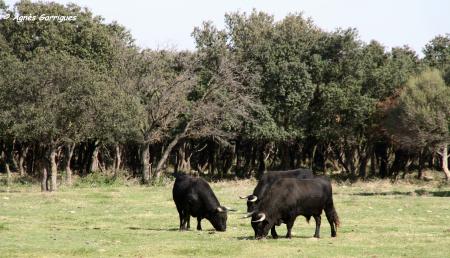 Toro au campo