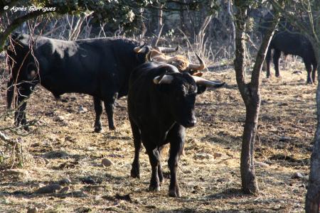 Toro au campo