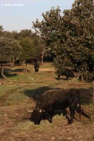 Toro au campo