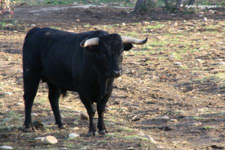 Toro au campo