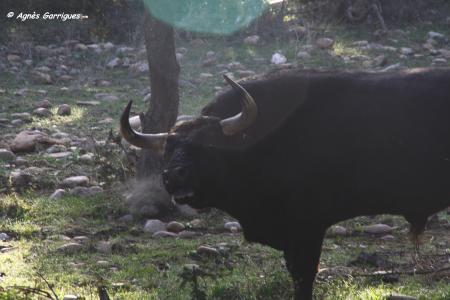 Toro au campo