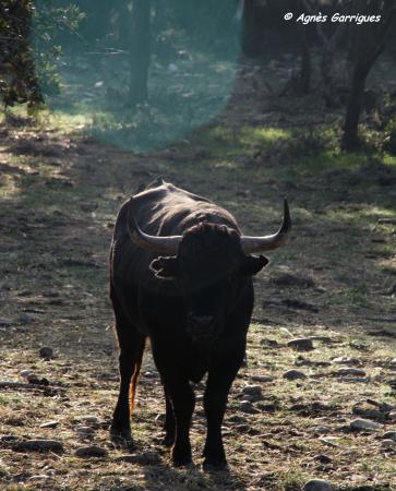 Toro au campo