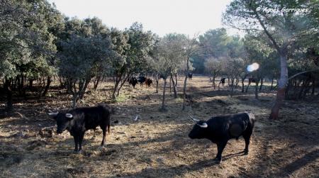 Toro au campo