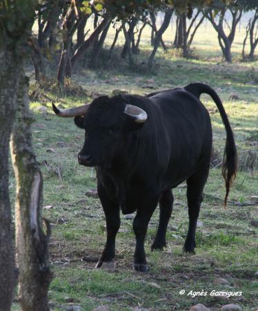 Toro au campo