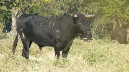 Toro au campo