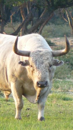 Toros été 2009