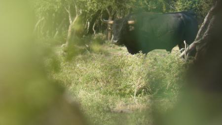 Toro au campo