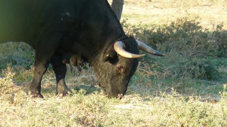 Toro au campo