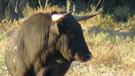 toro au campo