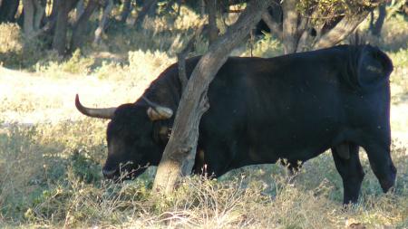 Toro au campo