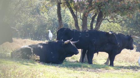 Toro au campo