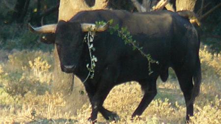 Toro au campo